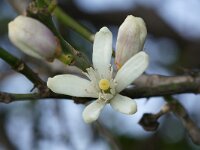 Citrus sinensis 7, Sinaasappel, Saxifraga-Foto Fitis-Sytske Dijksen