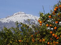 Citrus sinensis 8, Sinaasappel, Saxifraga-Foto Fitis-Sytske Dijksen
