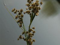 Cladium mariscus 16, Galigaan, Saxifraga-Jan van der Straaten