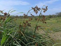 Cladium mariscus 21, Galigaan, Saxifraga-Jelle van Dijk