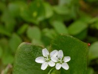 Claytonia perfoliata 11, Witte winterpostelein, Saxifraga-Ed Stikvoort.