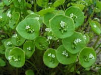 Claytonia perfoliata 13, Witte winterpostelein, Saxifraga-Ed Stikvoort.