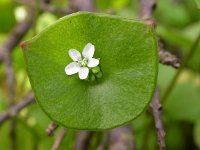 Claytonia perfoliata 14, Witte winterpostelein, Saxifraga-Ed Stikvoort.