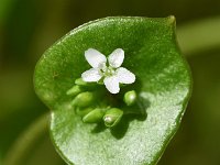 Claytonia perfoliata 17, Winterpostelein, Saxifraga-Sonja Bouwman