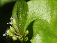 Claytonia perfoliata 3, Witte winterpostelein, Saxifraga-Rutger Barendse