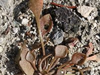 Claytonia perfoliata 4, Witte winterpostelein, Saxifraga-Rutger Barendse