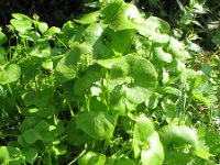 Claytonia perfoliata 6, Witte winterpostelein, Saxifraga-Rutger Barendse