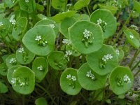 Claytonia perfoliata 7, Witte winterpostelein, Saxifraga-Ed Stikvoort