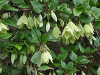 Clematis cirrhosa 10, Saxifraga-Harry Jans