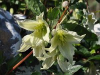 Clematis cirrhosa 11, Saxifraga-Harry Jans