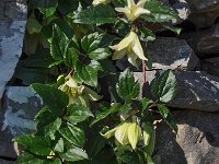 Clematis cirrhosa 12, Saxifraga-Harry Jans