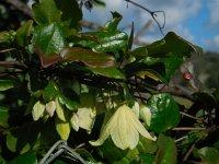 Clematis cirrhosa 6, Saxifraga-Ed Stikvoort