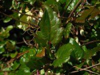 Clematis cirrhosa 7, Saxifraga-Ed Stikvoort