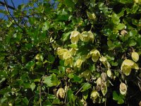 Clematis cirrhosa 9, Saxifraga-Ed Stikvoort