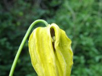 Clematis tangutica 2, Saxifraga-Rutger Barendse