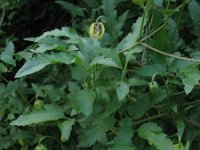 Clematis tangutica 3, Saxifraga-Rutger Barendse