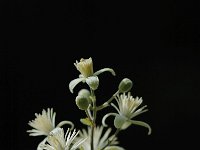 Clematis vitalba 10, Bosrank, Saxifraga-Bas Klaver