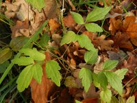 Clematis vitalba 15, Bosrank, Saxifraga-Rutger Barendse