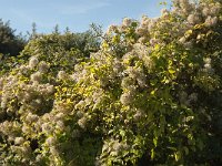 Clematis vitalba 25, Bosrank, Saxifraga-Jan van der Straaten