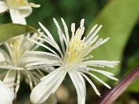 Clematis vitalba 28, Bosrank, Saxifraga-Sonja Bouwman