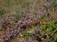 Clinopodium acinos 5, Kleine steentijm, Saxifraga-Ed Stikvoort