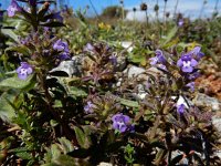 Clinopodium acinos 9, Kleine steentijm, Saxifraga-Ed Stikvoort