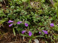 Clinopodium alpinum 10, Saxifraga-Ed Stikvoort