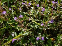 Clinopodium alpinum 12, Saxifraga-Ed Stikvoort