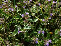 Clinopodium alpinum 14, Saxifraga-Ed Stikvoort