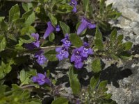 Clinopodium alpinum 3, Saxifraga-Jan van der Straaten