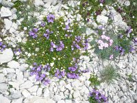 Clinopodium alpinum 4, Saxifraga-Jasenka Topic