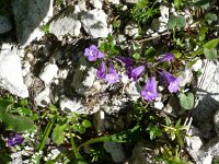 Clinopodium alpinum 5, Saxifraga-Jasenka Topic