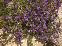 Clinopodium alpinum 7, Saxifraga-Willem van Kruijsbergen