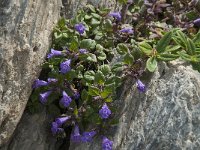 Clinopodium alpinum 9, Saxifraga-Willem van Kruijsbergen