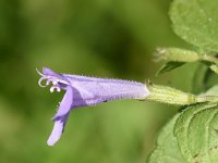 Clinopodium ascendens