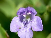 Clinopodium ascendens 3, Saxifraga-Sonja Bouwman   Opstijgende steentijm - Clinopodium ascendens - Lamiaceae familie