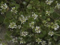 Cochlearia danica 10, Deens lepelblad, Saxifraga-Willem van Kruijsbergen