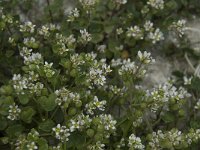 Cochlearia danica 11, Deens lepelblad, Saxifraga-Willem van Kruijsbergen