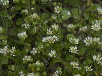 Cochlearia danica 12, Deens lepelblad, Saxifraga-Willem van Kruijsbergen