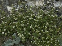 Cochlearia danica 13, Deens lepelblad, Saxifraga-Willem van Kruijsbergen