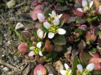 Cochlearia danica 15, Deens lepelblad, Saxifraga-Rutger Barendse