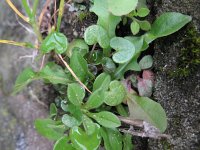 Cochlearia danica 16, Deens lepelblad, Saxifraga-Rutger Barendse