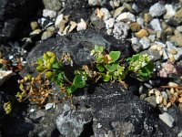 Cochlearia danica 24, Deens lepelblad, Saxifraga-Ed Stikvoort