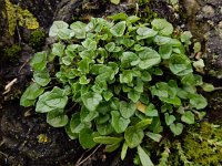 Cochlearia danica 26, Deens lepelblad, Saxifraga-Ed Stikvoort