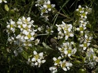 Cochlearia danica 6, Deens lepelblad, Saxifraga-Jan van der Straaten