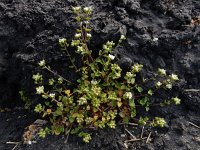 Cochlearia danica 7, Deens lepelblad, Saxifraga-Ed Stikvoort