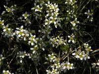 Cochlearia danica 8, Deens lepelblad, Saxifraga-Jan van der Straaten