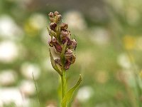 Coeloglossum viride 29, Groene nachtorchis, Saxifraga-Luuk Vermeer