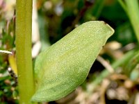 Coeloglossum viride 31, Groene nachtorchis, Saxifraga-Sonja Bouwman  Groene nachtorchis - Dactylorhiza viridis - Orchidaceae familie