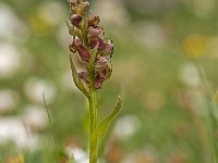 Coeloglossum viride 32, Groene nachtorchis, Saxifraga-Luuk Vermeer